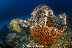 "Munchin"
A Hawksbill Turtle digs into some sponge. by Chase Darnell 